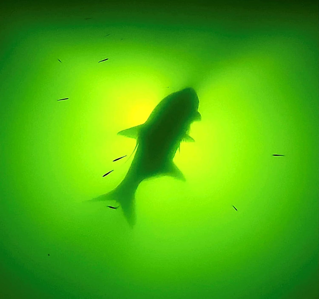 Underwater Fish Light Extra Bright Vibrant Green 250W Single Light for Docks with 50’ of Marine Grade Wire, Easy to Install, Dusk to Dawn Operation, Salt or Fresh Water, Guaranteed to Attract Fish