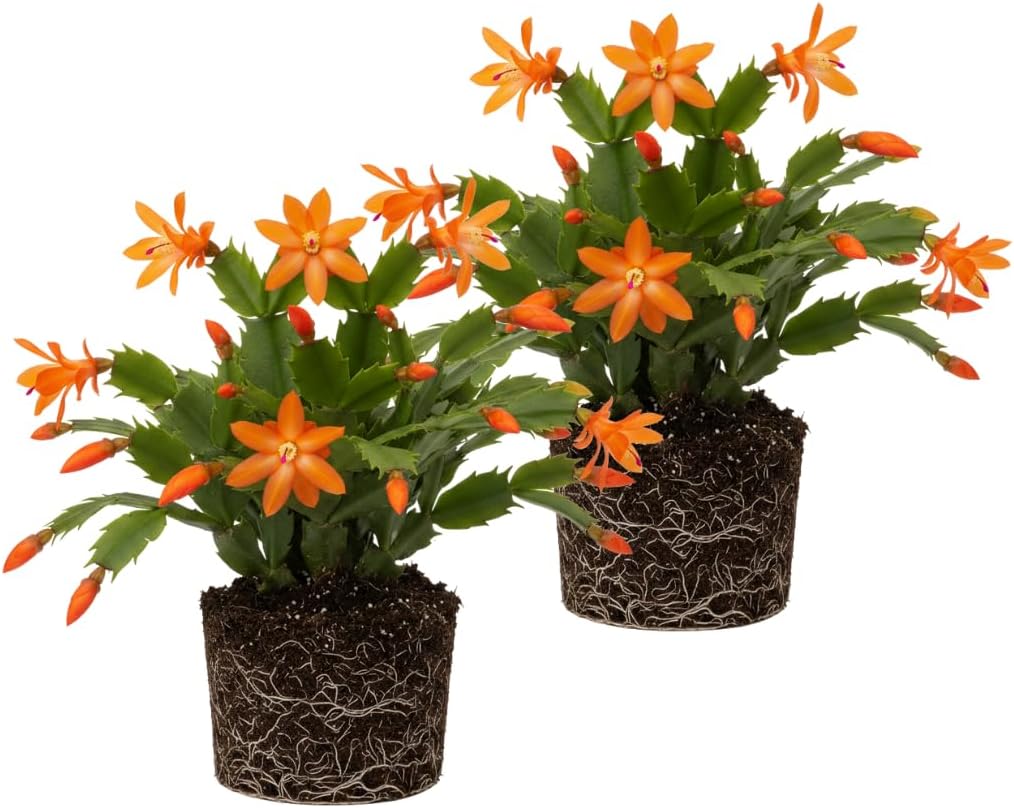 2 Christmas Cactus Plants Live, Holiday Blooming Indoor Plants Live Houseplants, Hanging Baskets Easy Care, Well-Rooted 5-8" Tall, No Pot, Bareroots, Single Stems (Orange Christmas Cactus)