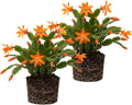 2 Christmas Cactus Plants Live, Holiday Blooming Indoor Plants Live Houseplants, Hanging Baskets Easy Care, Well-Rooted 5-8" Tall, No Pot, Bareroots, Single Stems (Orange Christmas Cactus)