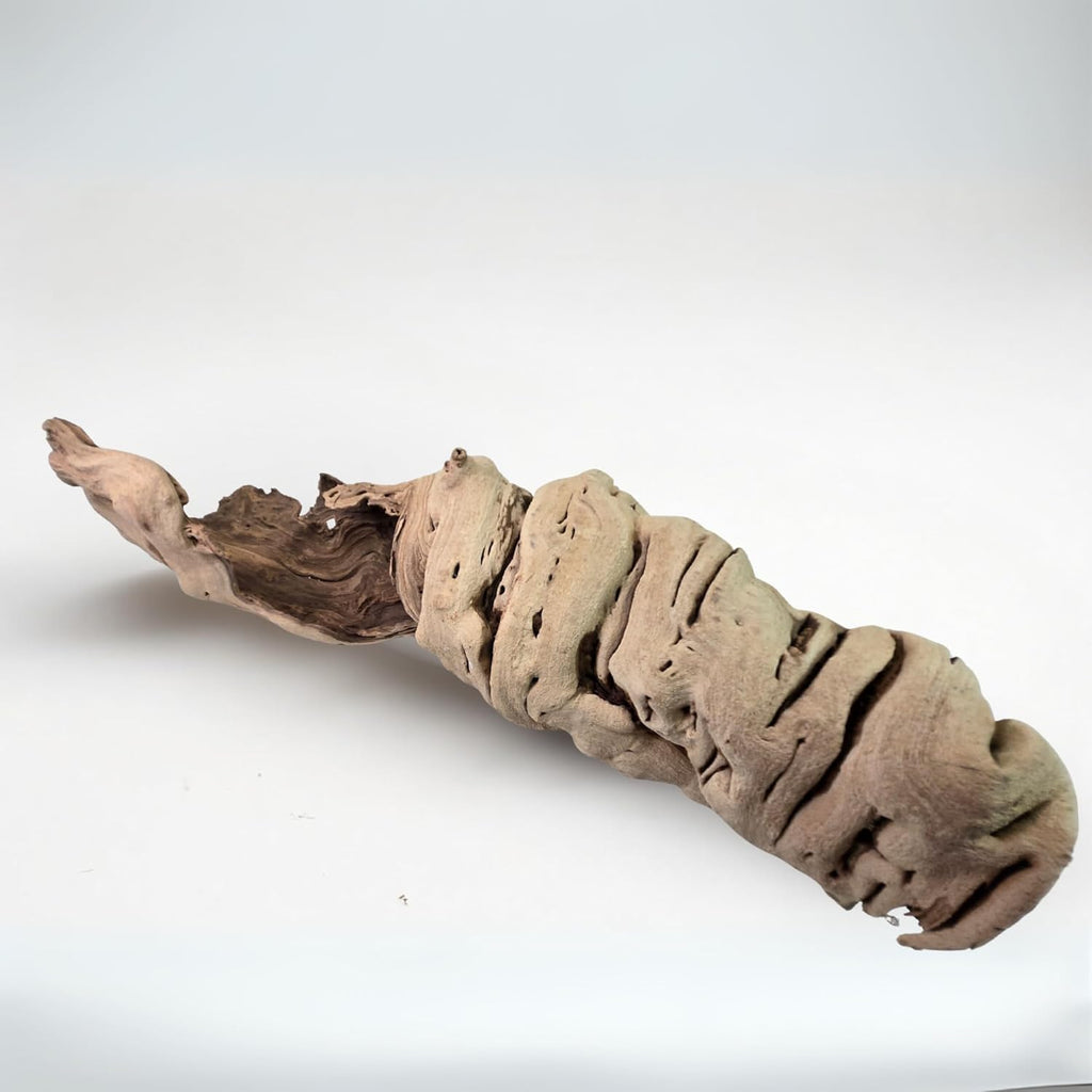 Koyal Wholesale 24" Hollow Grapewood Branch Decor 1Pcs Grapewood Centerpiece Vase Air Plants Sand Blasted Grapevine Wood Untreated Terrarium Wood Driftwood Decor