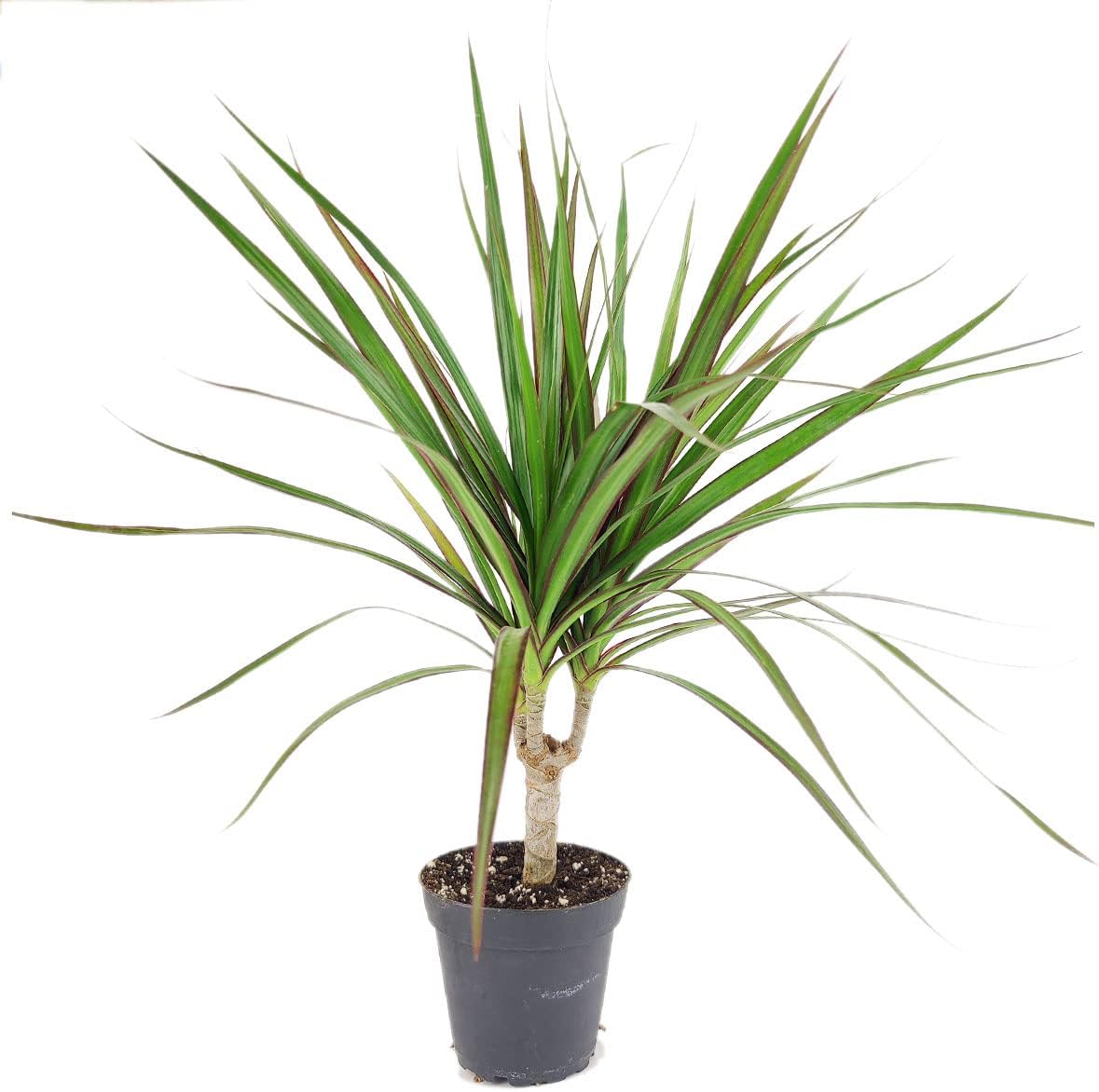 Small Size Dracaena Marginata Sunray Cane (4" White Minimalist Pot w Saucer) - Indoor, Air-Purifying, Easy to Grow Houseplant - Live Healthy Houseplant for Home Office Decoration