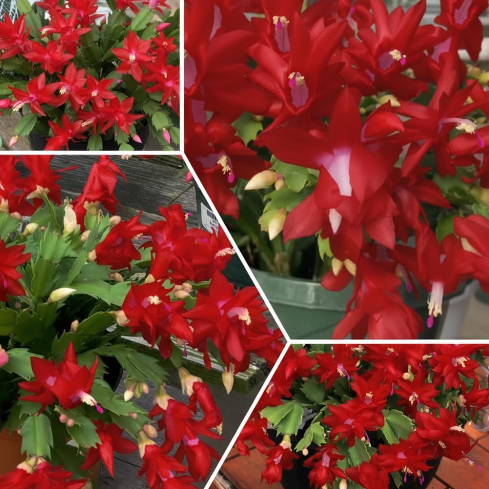 Red Christmas Cactus Plant, Well Rooted Flowering Cactus Live in 4'' Pot, Indoor Outdoor Planting