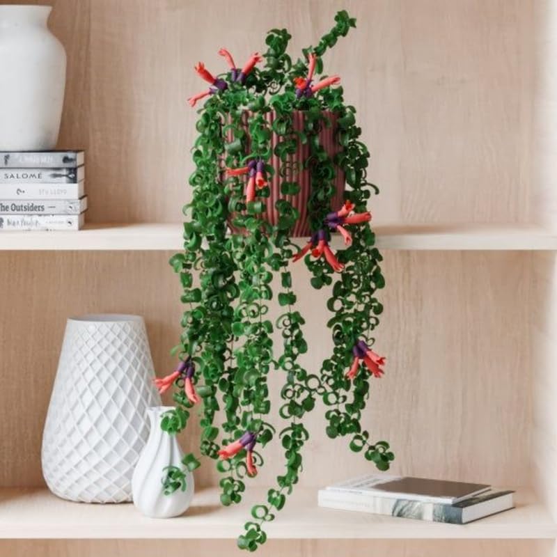 Lipstick Plants Live Houseplants Indoor |4 Inch Tall Indoor Flowering Twister Lipstick Plant Aeschywanthus for Hanging Baskets or Home Décor