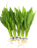 5X Sword Echinodorus Amazonicus Bundle Aquarium Live Plant for Fish Tank Decoration