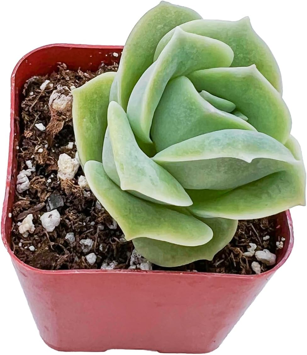 2" Live Succulent Plants Graptoveria 'Lovely Rose', Mini Potted Succulents, Easy Care Indoor Houseplant, Unique Gifts, Home Office Décor