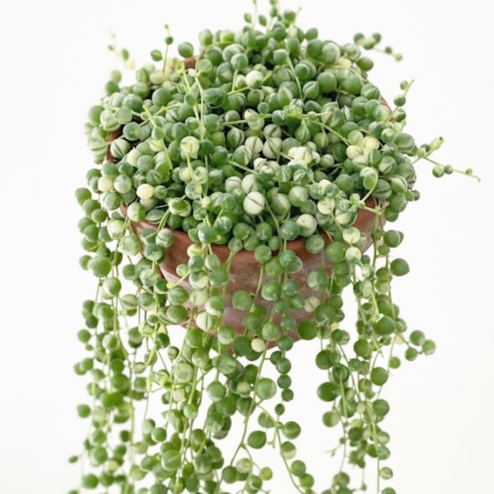 Succulents Variegated String of Pearls Plant Live, Rare Succulent Variegated Plant Rooted in 4 Inch Pot, Hanging Basket House Plant, Zones 9-12