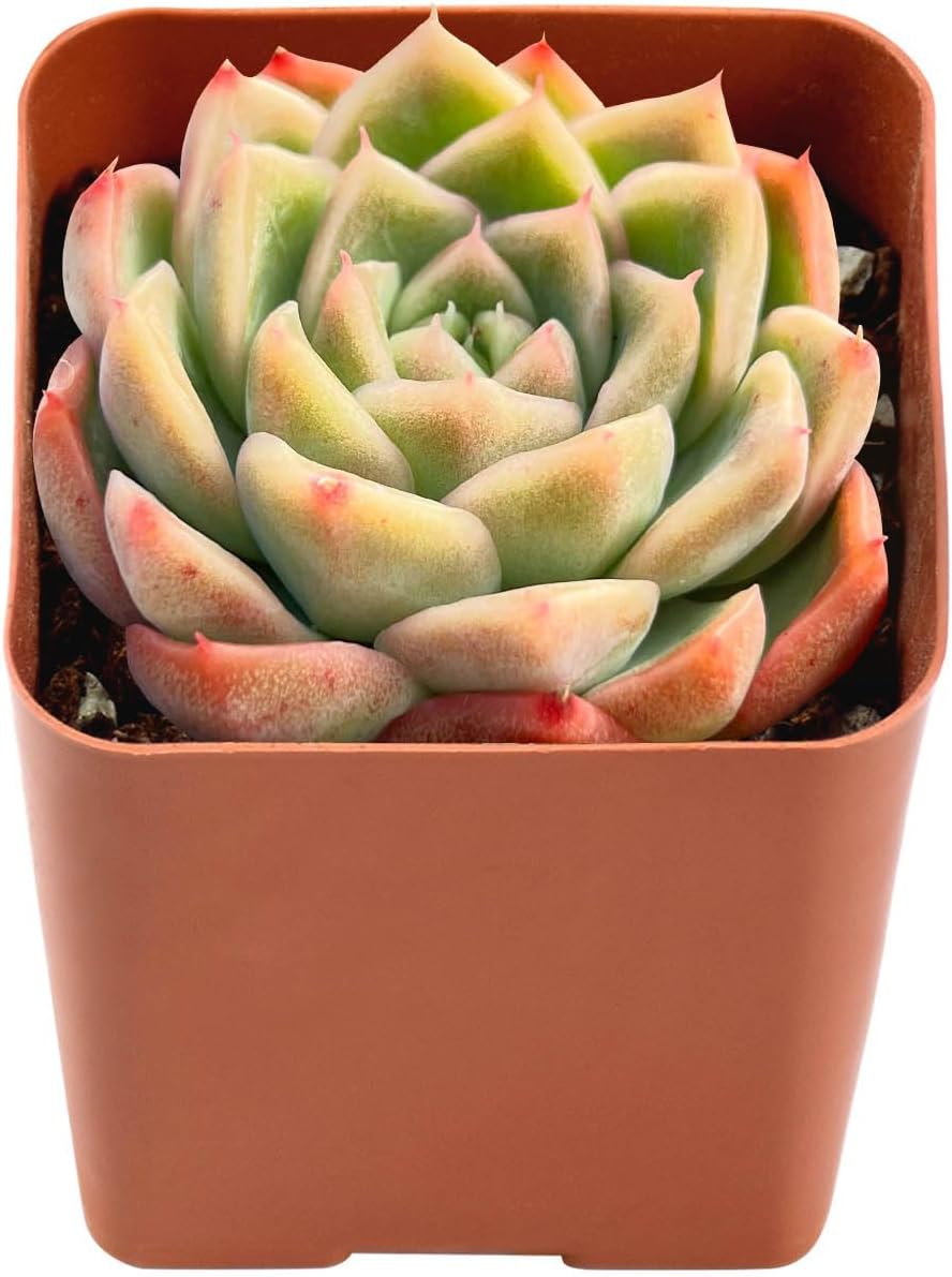 2" Live Succulent Plants Echeveria 'Malgan', Mini Potted Succulents, Easy Care Indoor Houseplant, Unique Gifts, Home Office Décor