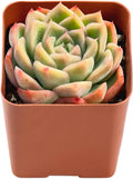 2" Live Succulent Plants Echeveria 'Malgan', Mini Potted Succulents, Easy Care Indoor Houseplant, Unique Gifts, Home Office Décor