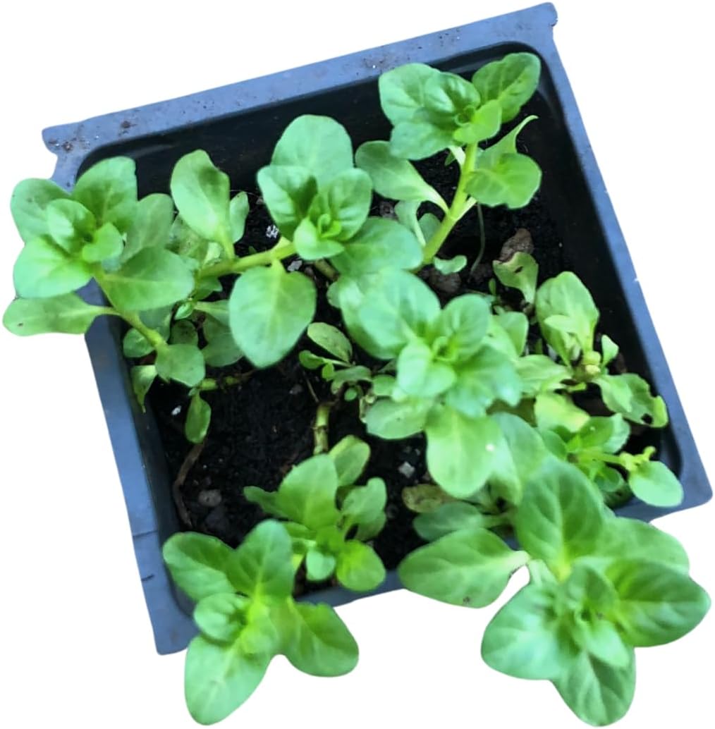Organic Pennyroyal Plant, (Mentha pulegium) Live Plant in 2.5-inch Pot by Smoke Camp Crafts