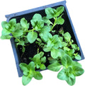 Organic Pennyroyal Plant, (Mentha pulegium) Live Plant in 2.5-inch Pot by Smoke Camp Crafts