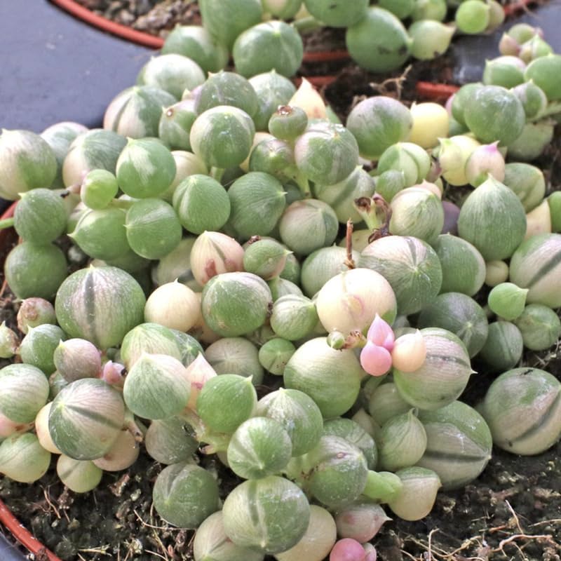 Variegated String of Pearls Plant Live, Rare Succulent Trailing Vine in Pot, Indoor Houseplant
