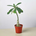 Succulent Adenium Obesum Desert Rose Live Plant for Indoor | Different Houseplants in 4'' & 6'' Pot | Real House Plant for Living Room, Office, Desk & Bathroom | Adenium Obesum