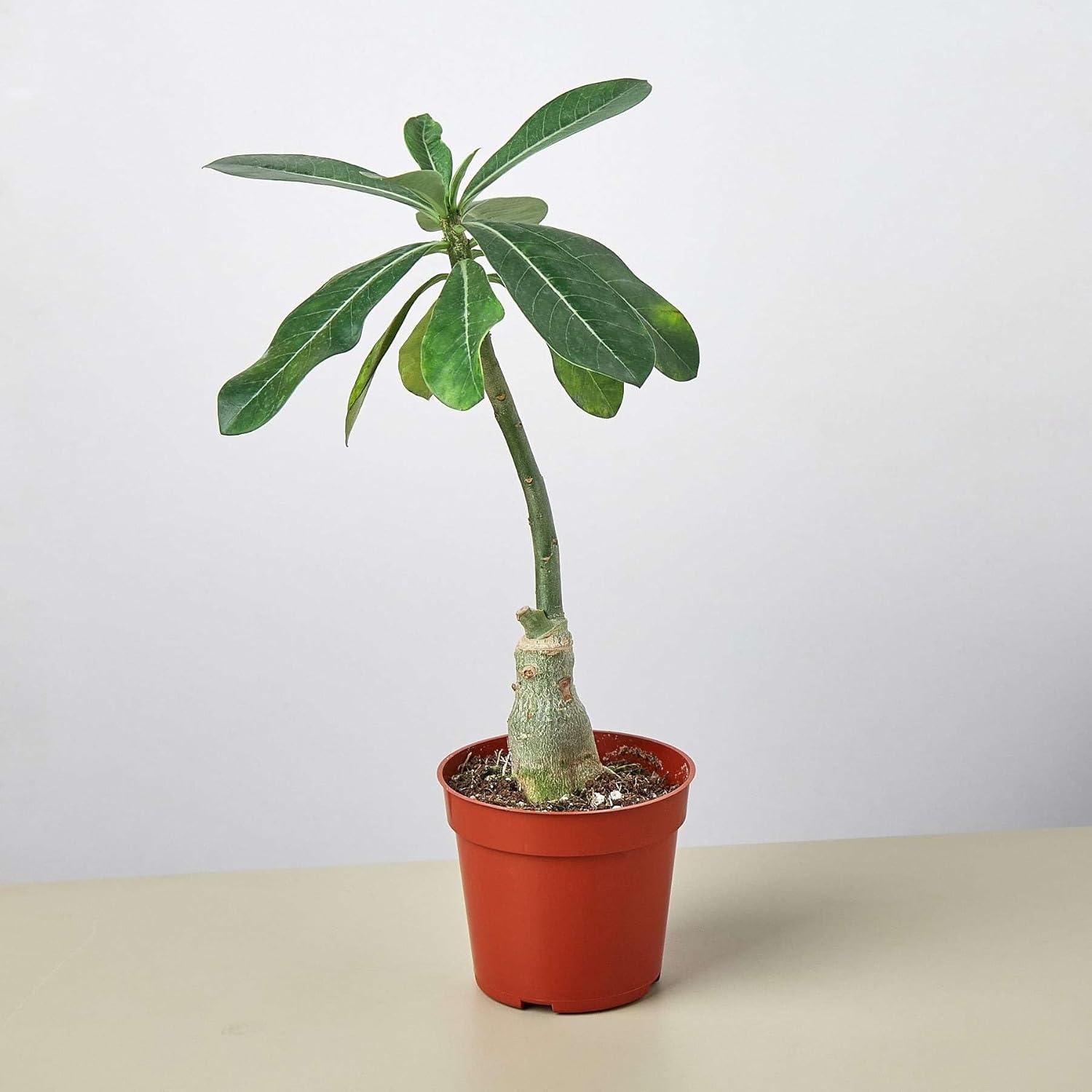 Succulent Adenium Obesum Desert Rose Live Plant for Indoor | Different Houseplants in 4'' & 6'' Pot | Real House Plant for Living Room, Office, Desk & Bathroom | Adenium Obesum