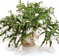 True Thanksgiving Cactus Plant Live in 4" Pot, Ready to Bloom, Holiday Christmas Cactus Plants Live, White Blooms