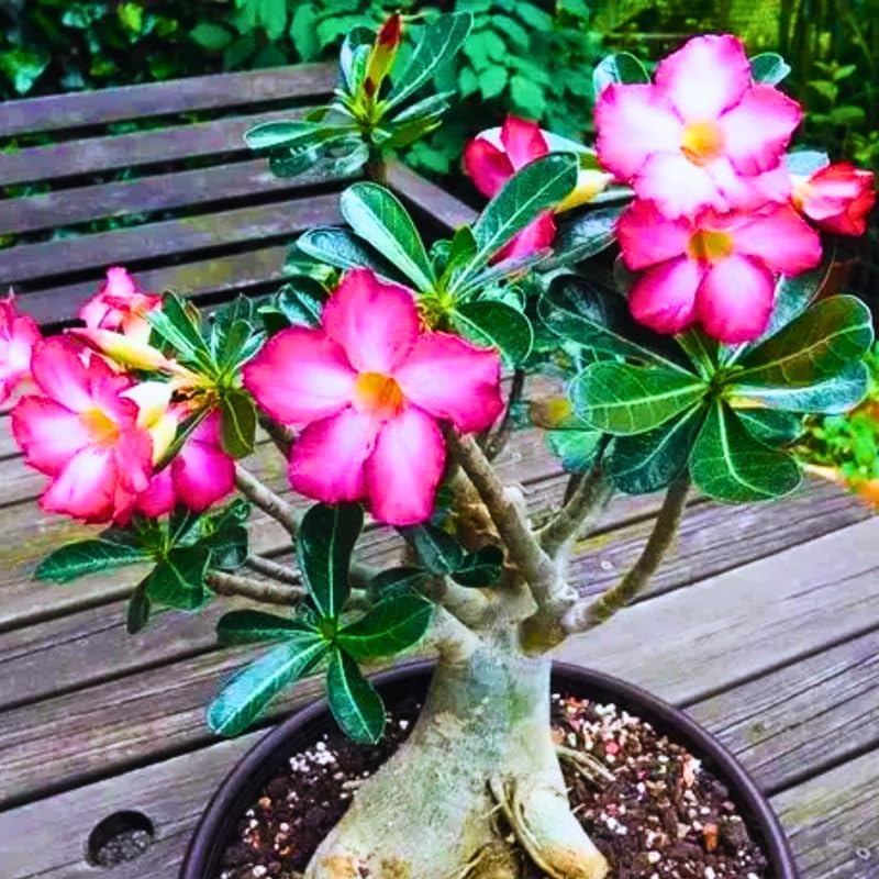 Light Pink Desert Rose Plant Live, 4-7" Tall, Adenium Obesum Well-Rooted Succulent for Indoor Outdoor Displays