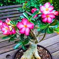 Light Pink Desert Rose Plant Live, 4-7" Tall, Adenium Obesum Well-Rooted Succulent for Indoor Outdoor Displays