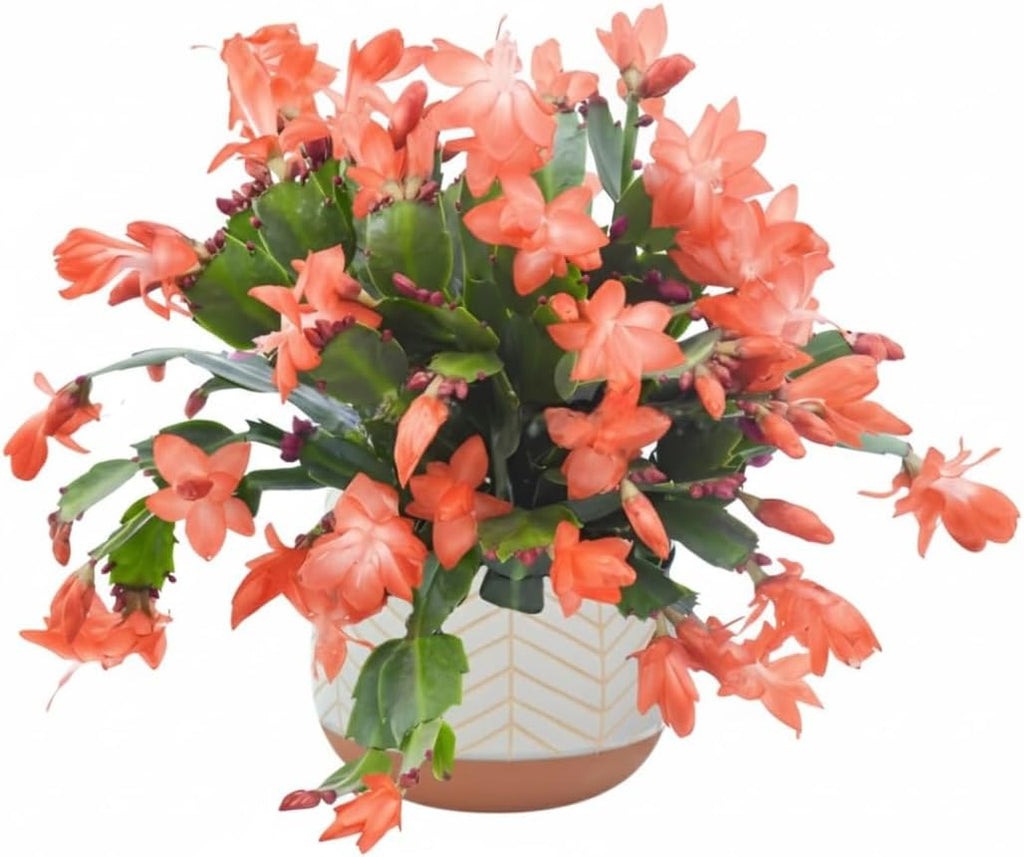 Christmas Cactus Plants Live, Thanksgiving Cactus Easter Cactus Like, 4-8 Inc Tall, Cold Hardy, Holiday Cactus for Indoor Outdoor Planting, Starter Size (Salmon)