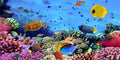 AOFOTO 15x8ft Underwater Ocean Coral Reef Backdrop Under The Sea Tropical Fish Sea Turtle Marine Life Photography Background Seabed World Nature Scene Aquarium Decor Kids Portrait Photo Shoot Props