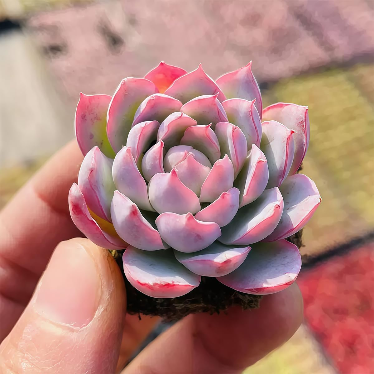Fine Assorted Succulent Plants Live (20+ Varieties Bare Root Shipping) - Healthy Rooted Rosette Succulents for Indoor/Outdoor Gardening, DIY Terrarium, Fairy Garden & Home Decor (50-Pack)