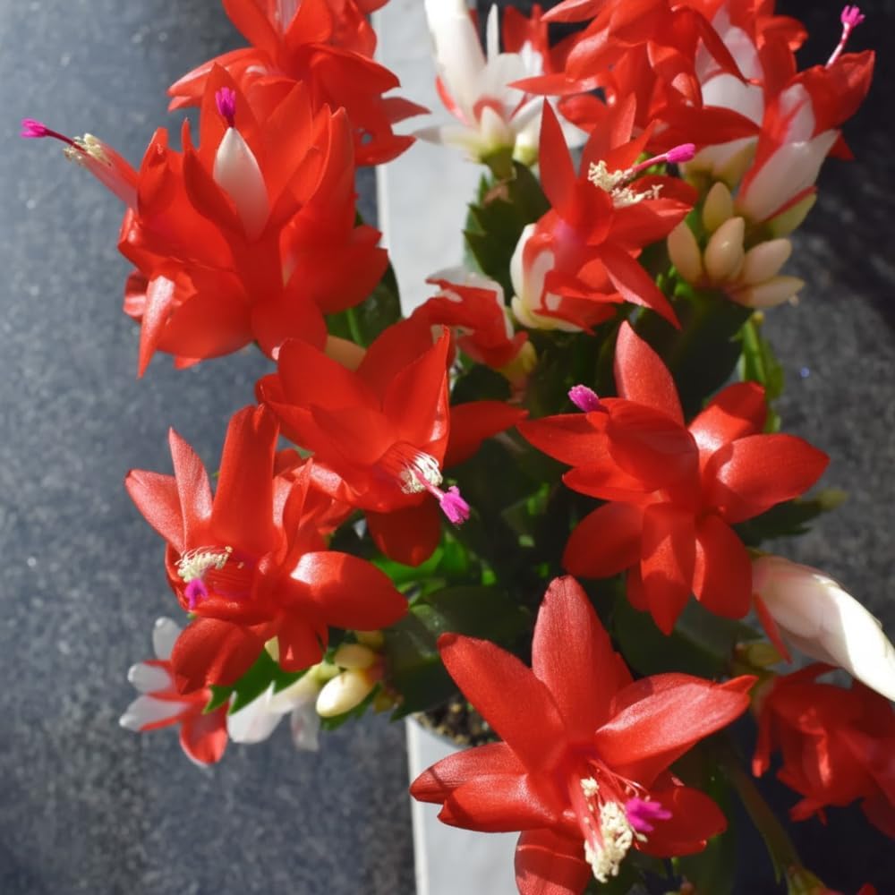 Red Christmas Cactus Plant, Well Rooted Flowering Cactus Live in 4'' Pot, Indoor Outdoor Planting