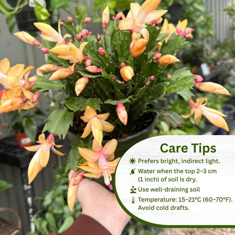 2 Christmas Cactus Plants Live, Holiday Blooming Indoor Plants Live Houseplants, Hanging Baskets Easy Care, Well-Rooted 5-8" Tall, No Pot, Bareroots, Single Stems (Yellow Christmas Cactus)