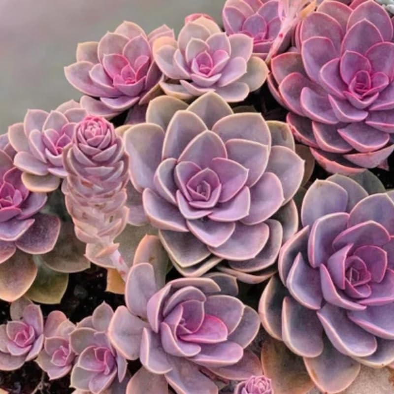 Echeveria Succulents Live Plants for Planting, Live Echeveria Succulents, Live Echeveria Plant, Live Echeveria Succulents, Echeveria Purple 2 Inch