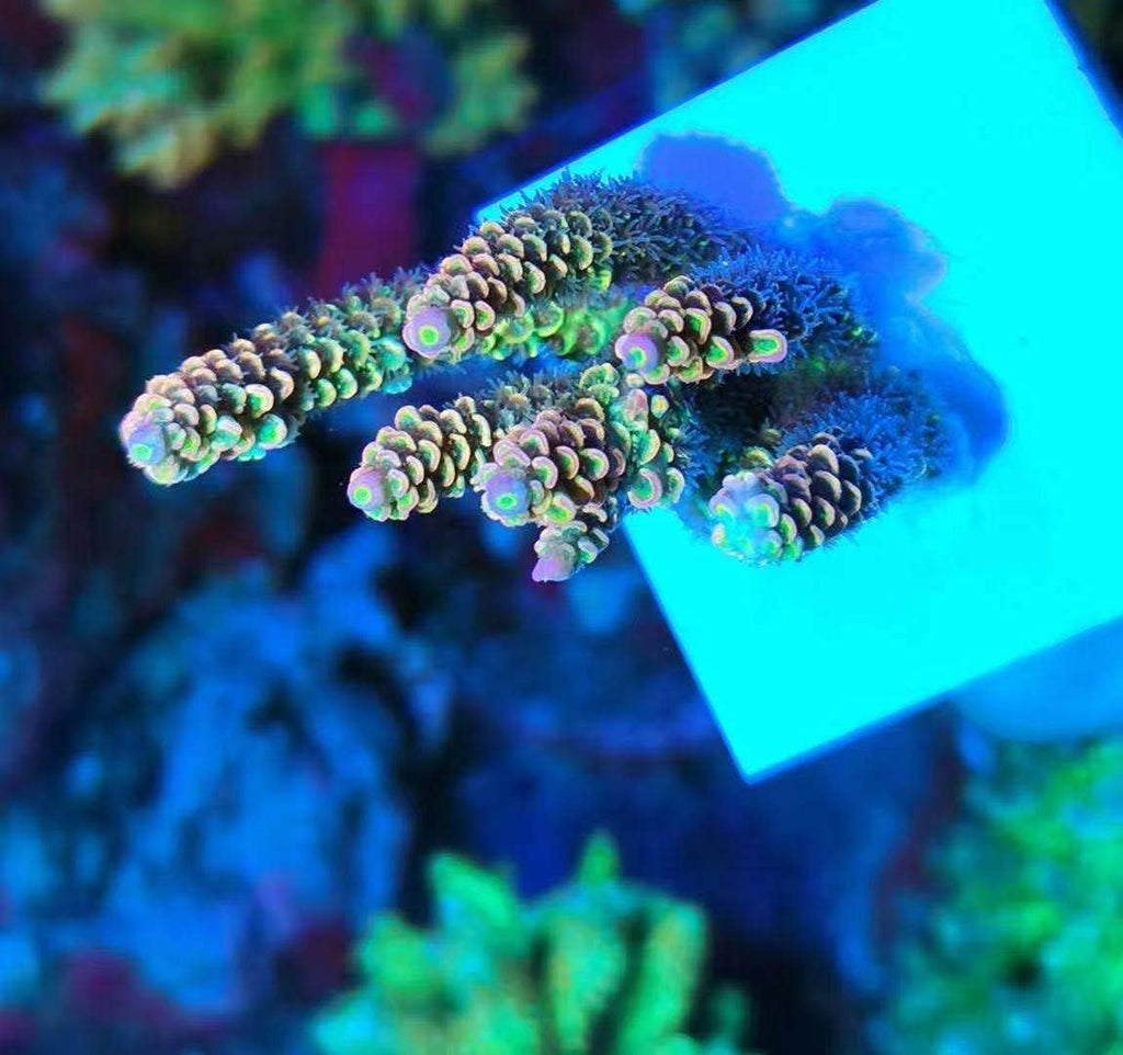Aquarium Choice Big Size Ceramic Coralline Coral Frag Plugs Coral frag Plate Base