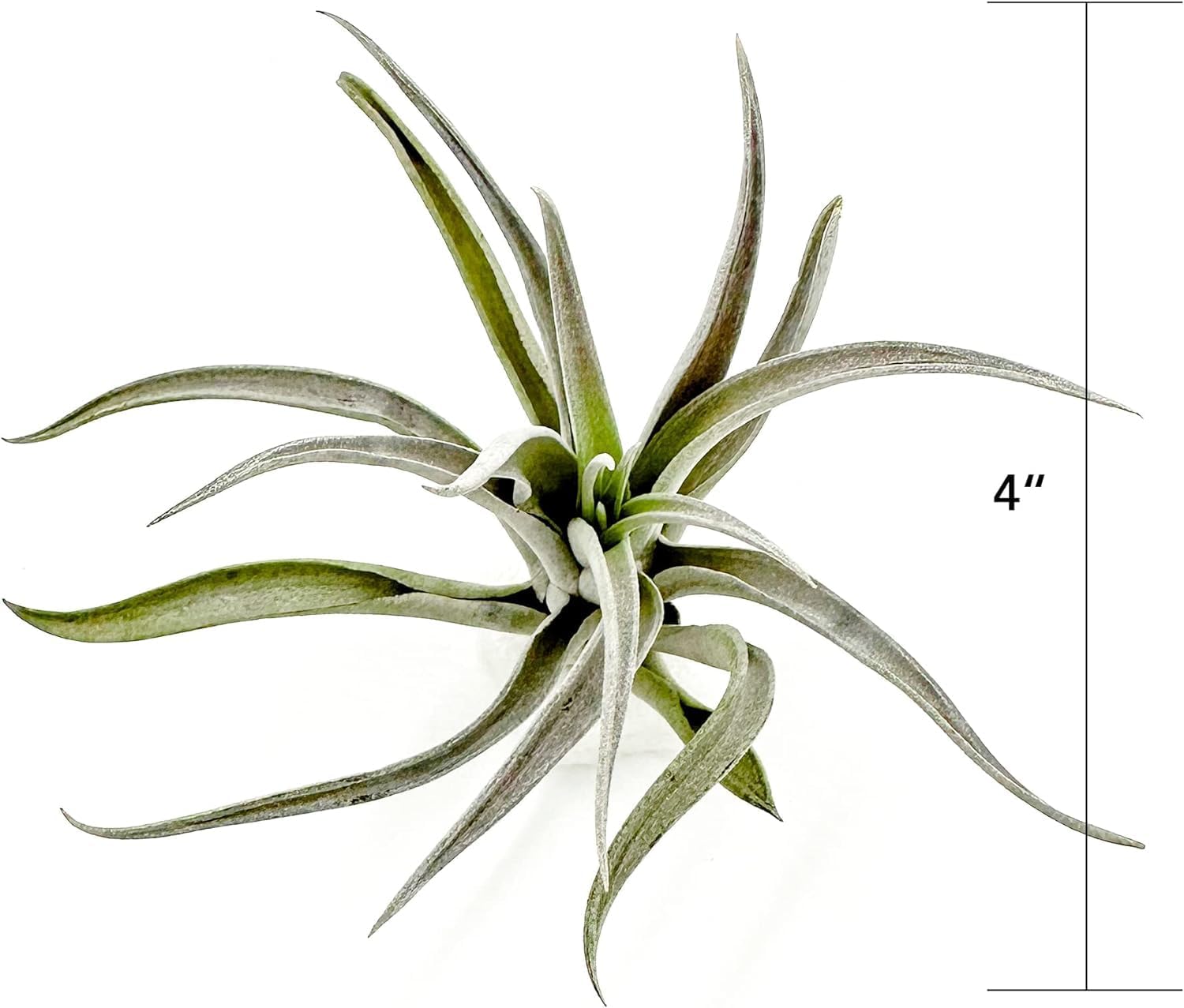 ragnaroc Air Plants - Flowering Tillandsia Harrisii, Large 3-5" - 5ct - Live Arrival Guaranteed - House Plants for Home Decor & Gift