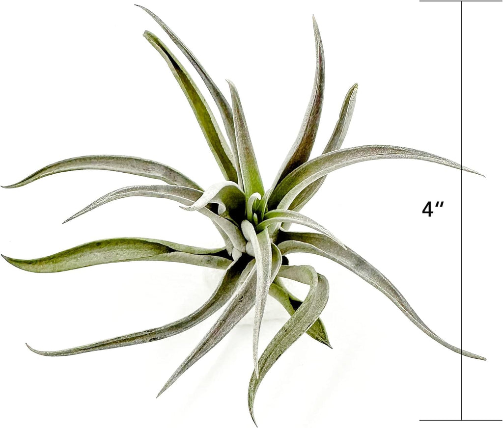 ragnaroc Air Plants - Flowering Tillandsia Harrisii, Large 3-5" - 1ct - Live Arrival Guaranteed - House Plants for Home Decor & Gift