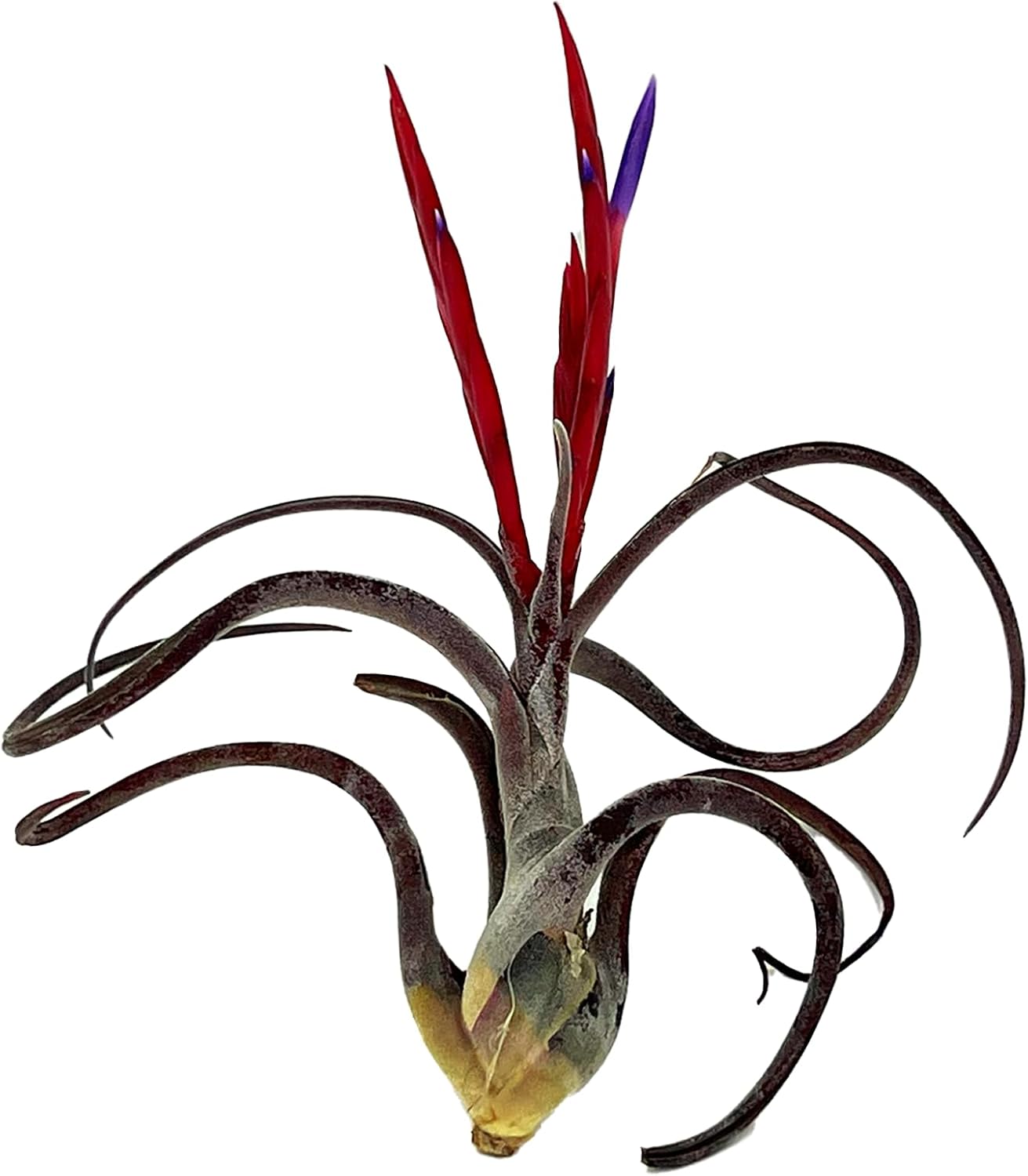 ragnaroc Air Plants - Flowering Tillandsia Caput Medusae, Large 5-7" - 1ct - Live Arrival Guaranteed - House Plants for Home Decor & Gift
