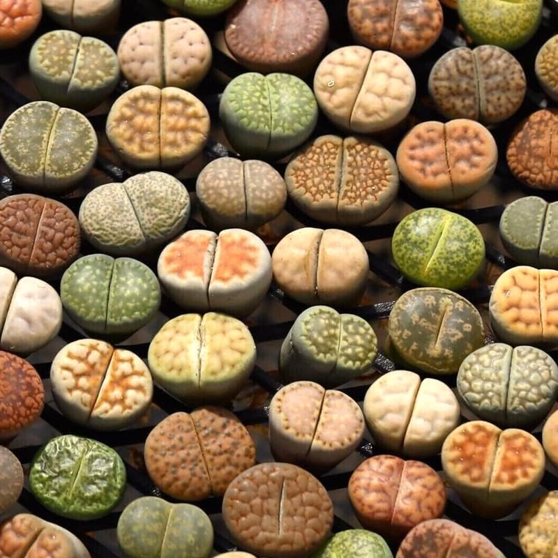 20 Lithops Live Plants Mix, Colorful Lithops Succulents Plants Live, Rocks Living Stones Succulent for Planting Indoors Outdoors