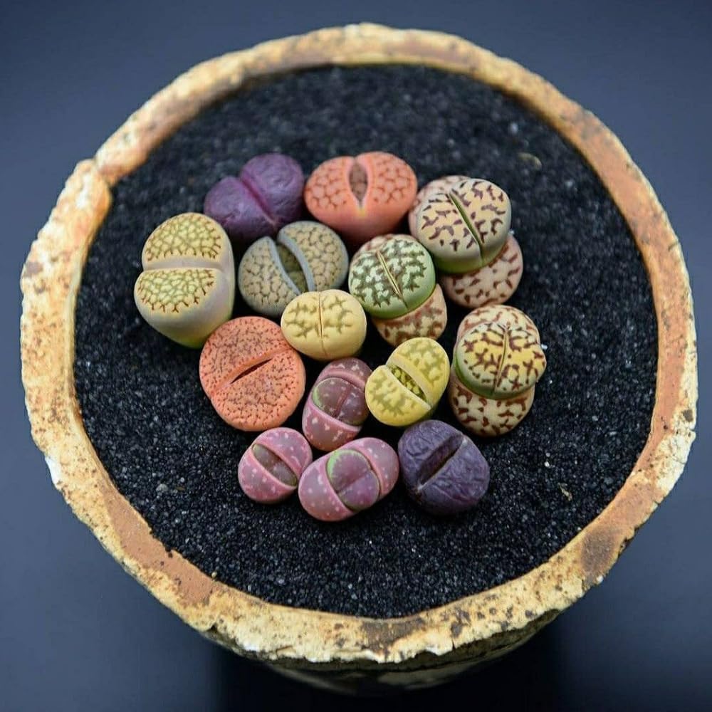 20 Large Mix Lithops Live Plants, Colorful Lithops Succulents Plants Live, Living Stones Succulent Indoor Outdoor Plant, Bare Root Without Pot and Soil