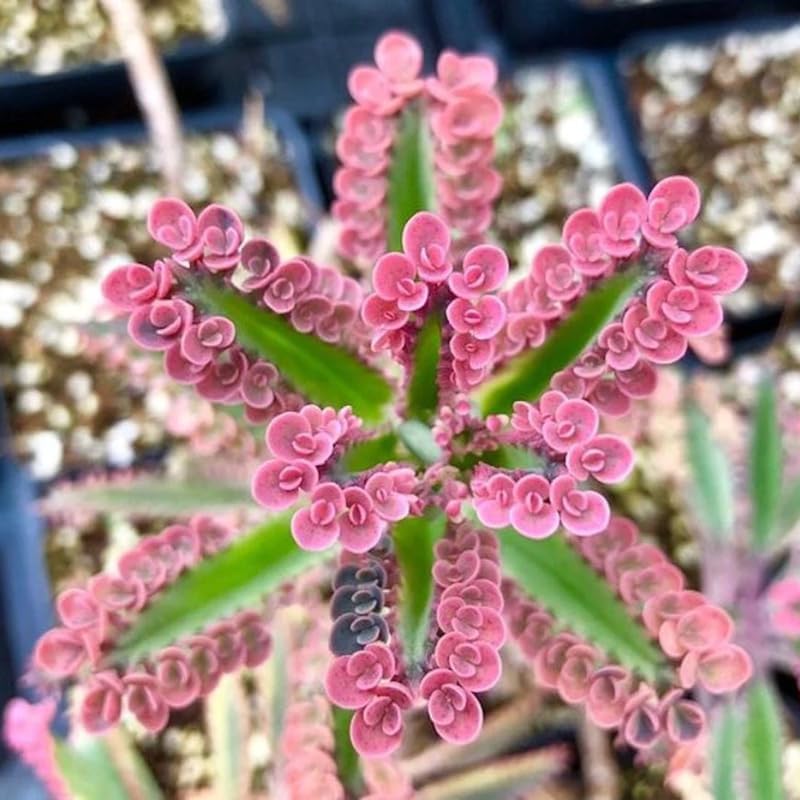 Pink Kalanchoe Plant Live for Planting, Kalanchoe Pink Butterfly Plant Live in 2.5 Inches Pot, Variegated Succulent Live Houseplant Mother of Thousands
