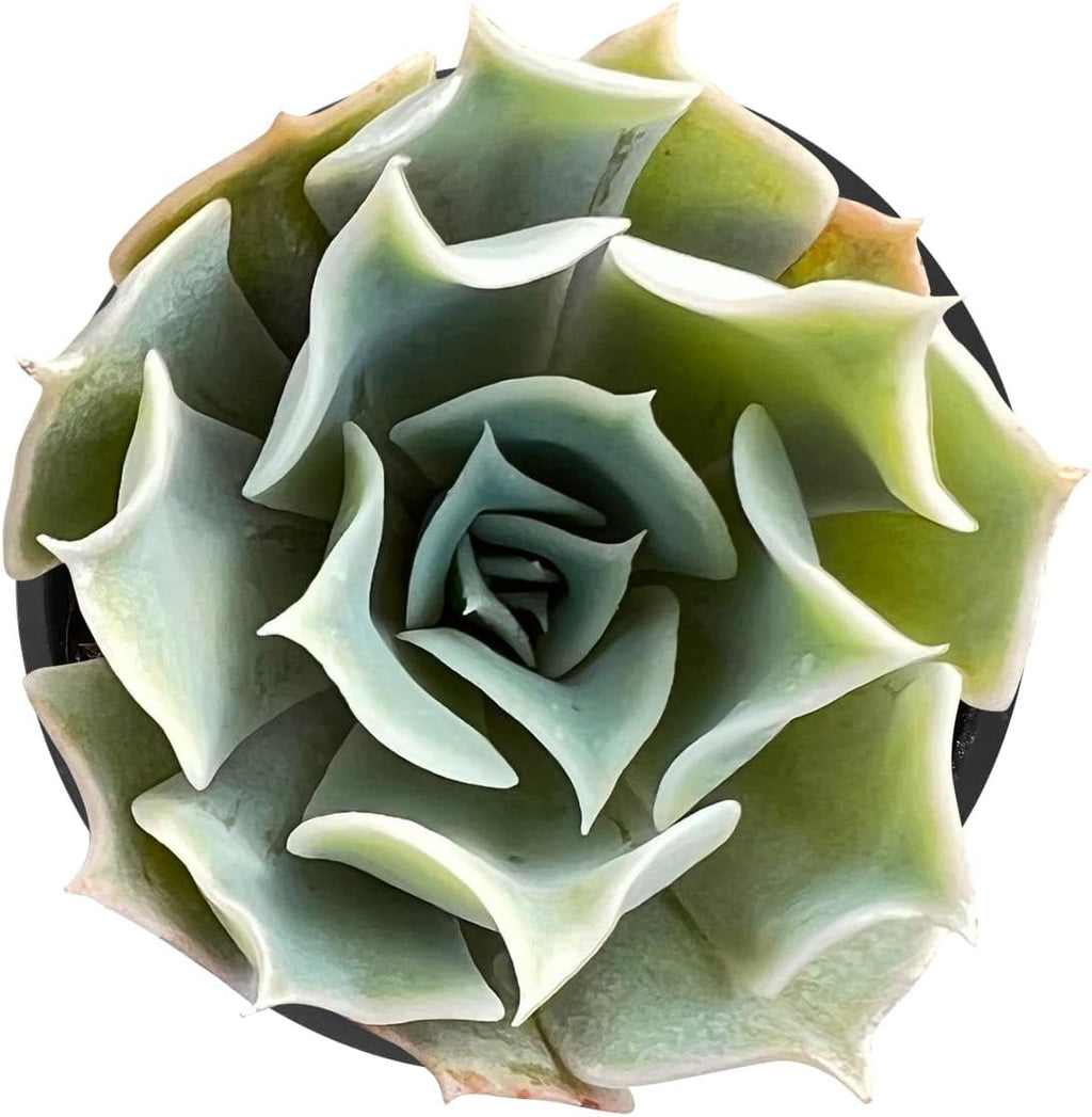 Sprout N Green Echeveria Desert Camels, Rare Live Succulent Plant Fully Rooted in 2" Planter with Soil, Home Office Indoor Outdoor Wedding Decoration DIY Projects Party Favor