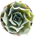 Sprout N Green Echeveria Desert Camels, Rare Live Succulent Plant Fully Rooted in 2" Planter with Soil, Home Office Indoor Outdoor Wedding Decoration DIY Projects Party Favor