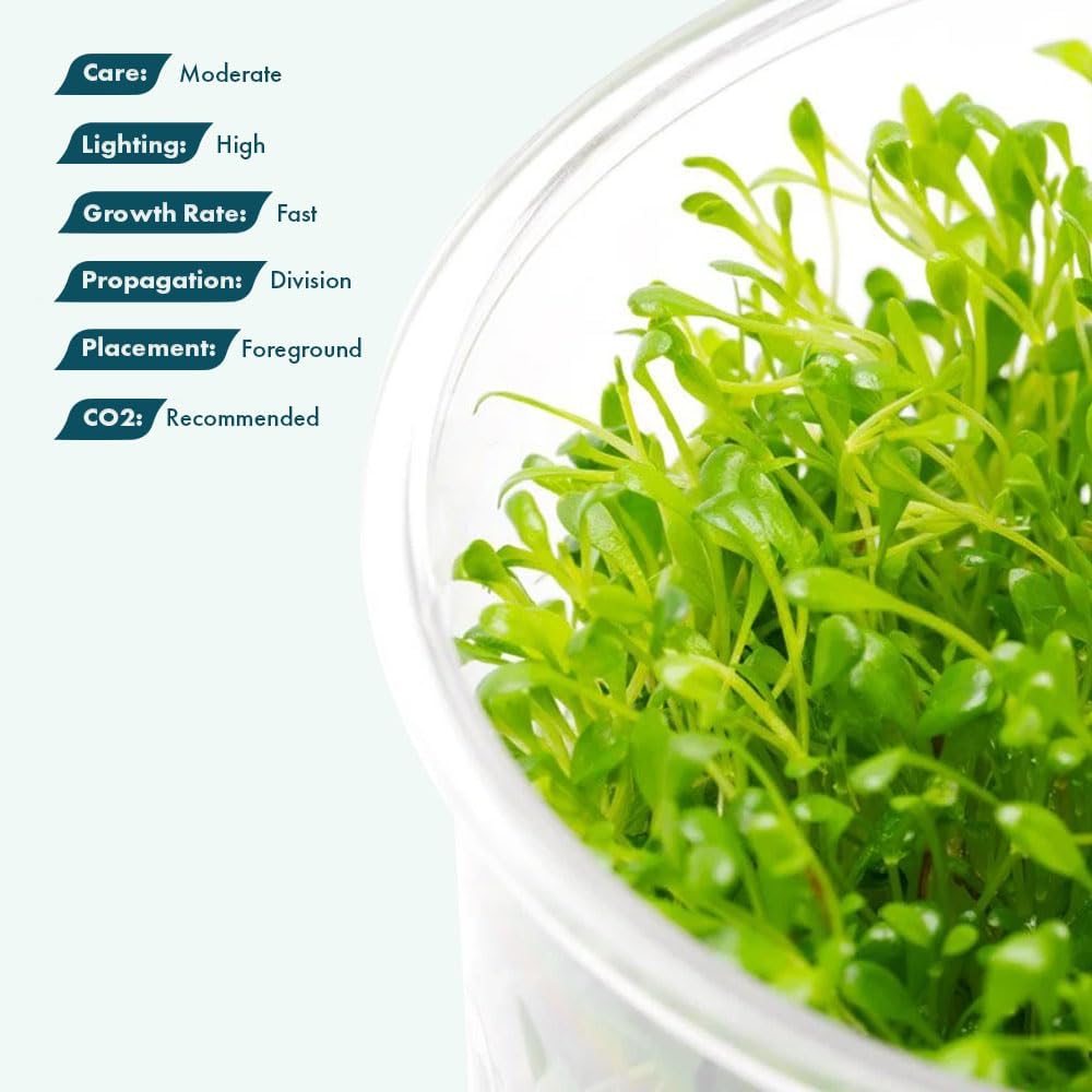 SubstrateSource Live Plant - Glossostigma elatinoides - Foreground Carpeting Plant with Bright Green Leaves, Snail-Free in Vitro Aquarium Plant - Tissue Culture
