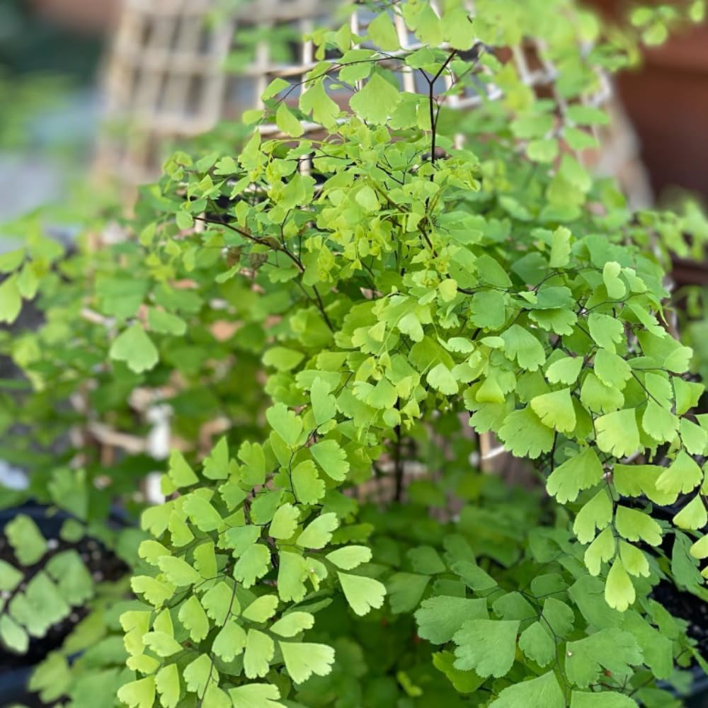 5 Maidenhair Ferns Rhizomes Outdoor Indoor, Live Ferns Roots for Outdoors, 3 to 5 Inc Tall