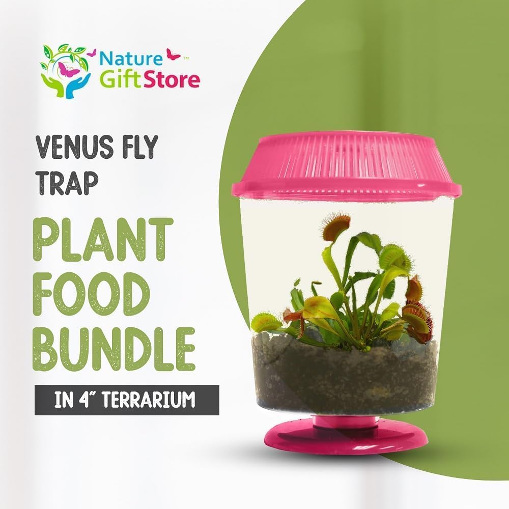 Venus Fly Trap Live Plant with 4.5" Pink Terrarium + Carnivorous Plants Food Bundle with Feeding Tweezers - Carnivorous Plant Soil and Live Venus Flytrap