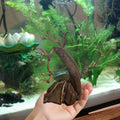 Bonsai Aquarium Driftwood Tree (6 inch Height) Natural, Handcrafted Fish Tank Decoration,Fish Tank hardscape aquascape