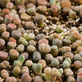 50 Mix Lithops Live Plants Succulent Living Stones 0.3 to 0.5 Inc Home Garden
