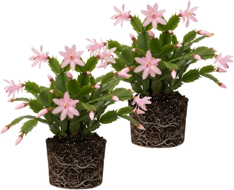 2 Christmas Cactus Plants Live, Holiday Blooming Indoor Plants Live Houseplants, Hanging Baskets Easy Care, Well-Rooted 5-8" Tall, No Pot, Bareroots, Single Stems (Pink Christmas Cactus)
