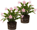 2 Christmas Cactus Plants Live, Holiday Blooming Indoor Plants Live Houseplants, Hanging Baskets Easy Care, Well-Rooted 5-8" Tall, No Pot, Bareroots, Single Stems (Pink Christmas Cactus)