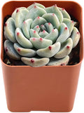 2" Live Succulent Plants Echeveria 'Pink Minima', Mini Potted Succulents, Easy Care Indoor Houseplant, Unique Gifts, Home Office Décor