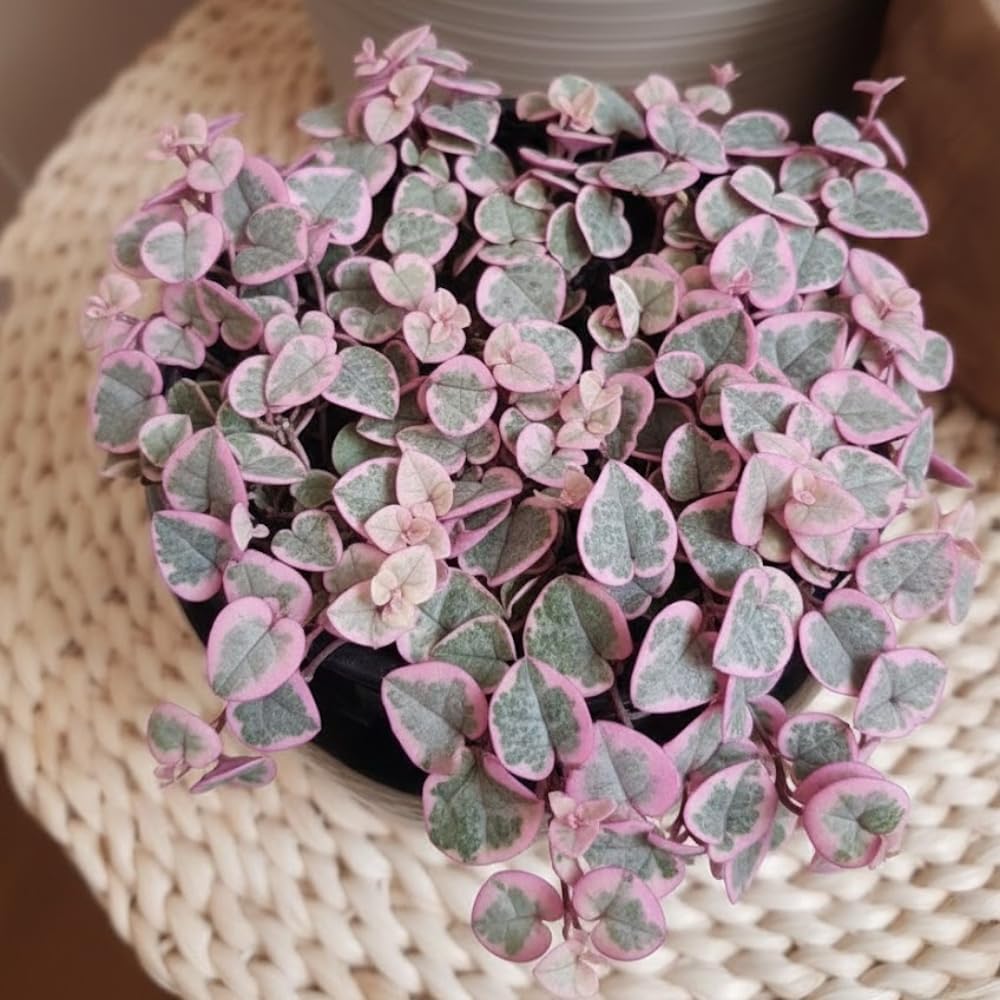 Variegated String of Hearts Plant Live, Succulent Trailing Vine from 4 to 7 inches in Height, 4 inch Pot for Indoor Planting
