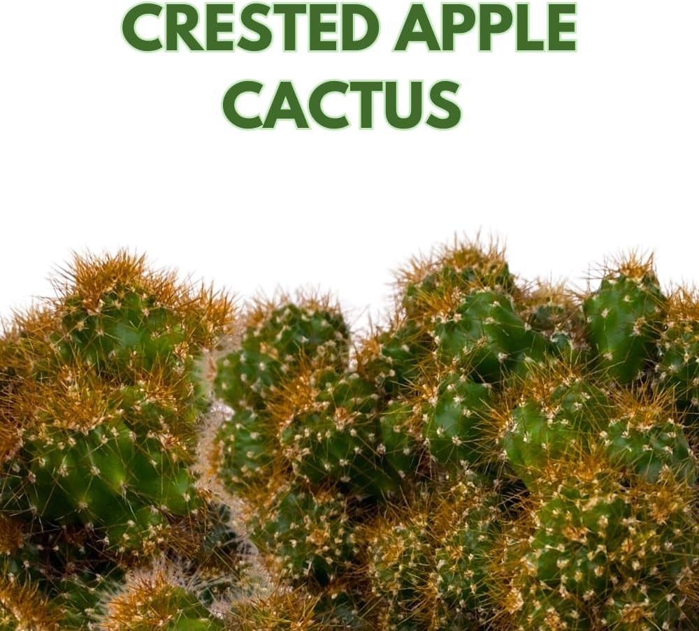 BubbleBlooms Peruvian Apple Cactus, Cereus repandus, in 4 inch Pot, Crested, Clumped Rare Cacti