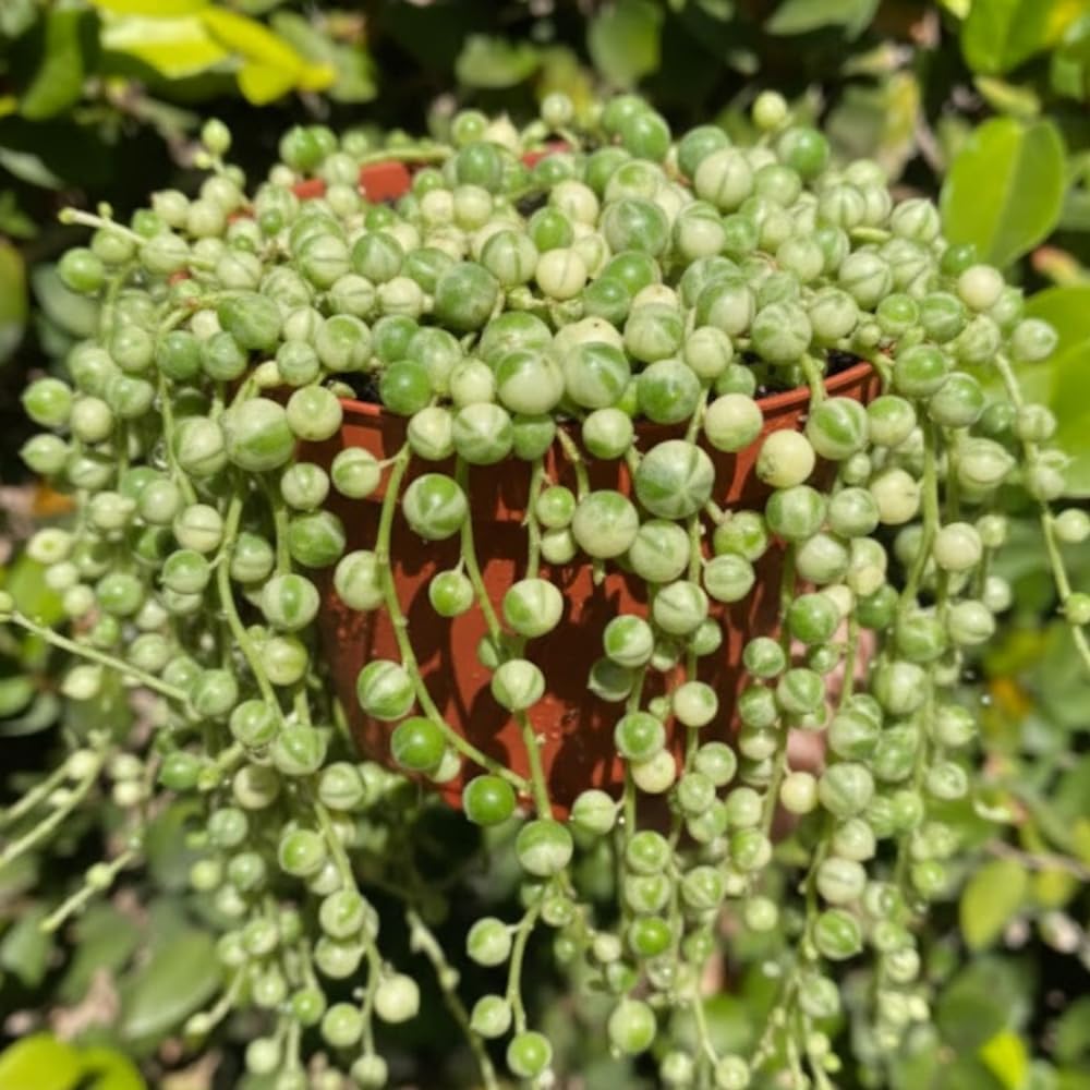 Succulents Variegated String of Pearls Plant Live, Rare Succulent Variegated Plant Rooted in 4 Inch Pot, Hanging Basket House Plant, Zones 9-12
