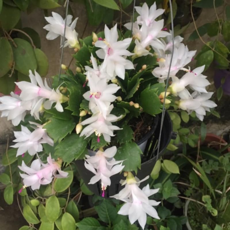 White Christmas Cactus Plants Live in 2 Inch Pot, Vibrant Christmas Cactus Blooms, Perennial Holiday Cactus Plant Flower Succulent Houseplant