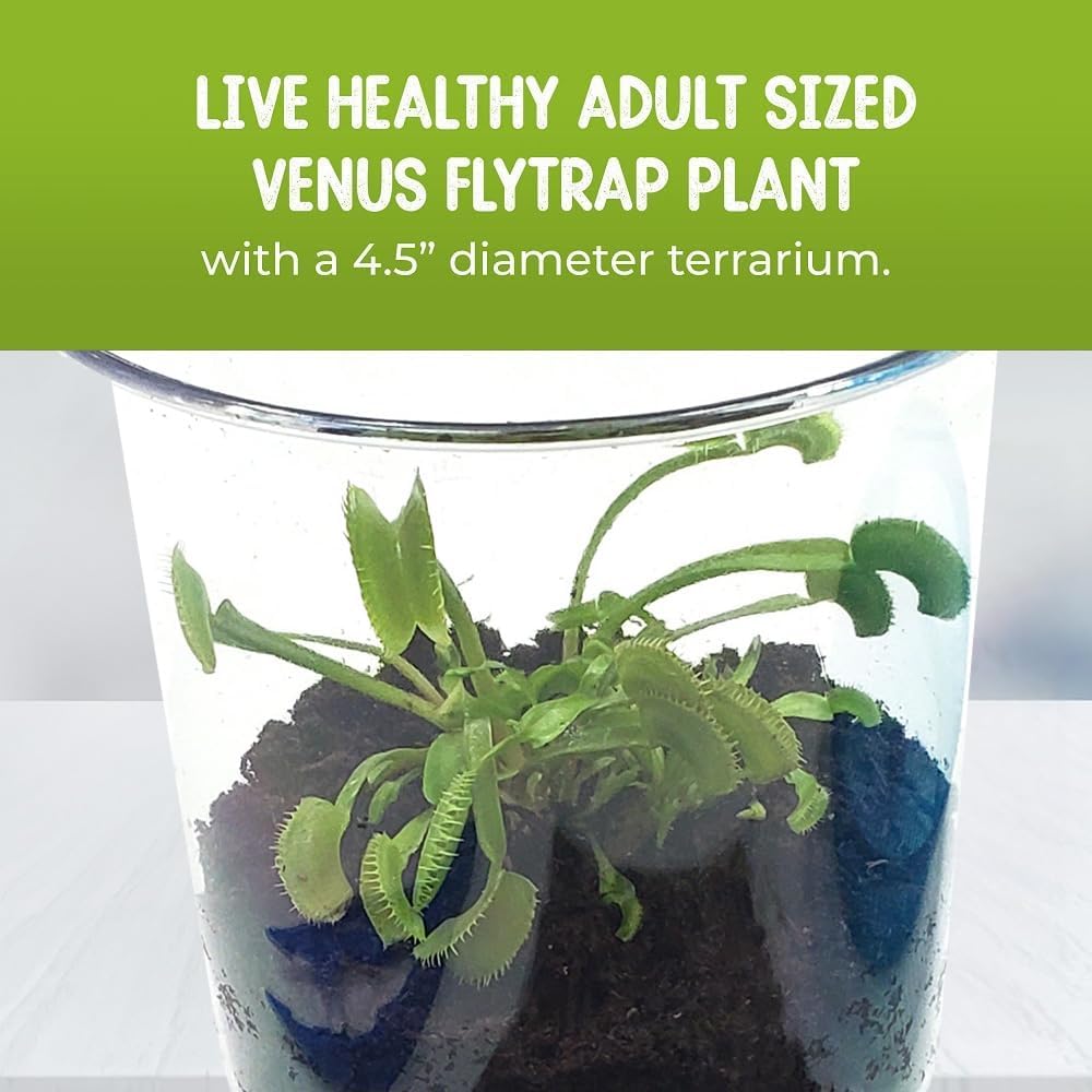 Venus Fly Trap Live Plant with 4.5" Purple Terrarium + Carnivorous Plants Food Bundle with Feeding Tweezers - Carnivorous Plant Soil and Live Venus Flytrap