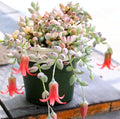 Trailing Cotyledon Pendens Succulent Plant, Live Cliff Cotyledon Plant in 4 Inch Pot, Easy-Care Hanging Houseplant