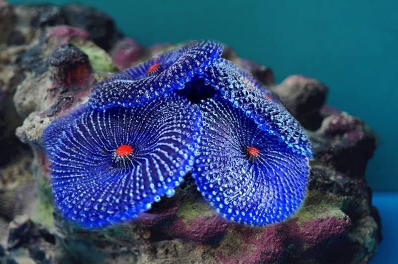 4Pcs Artificial Coral, Faux Coral Ornaments, Aquarium Decorations for Fish Tank Aquarium, Fish Cave Hideout Decoration Landscape (Blue)